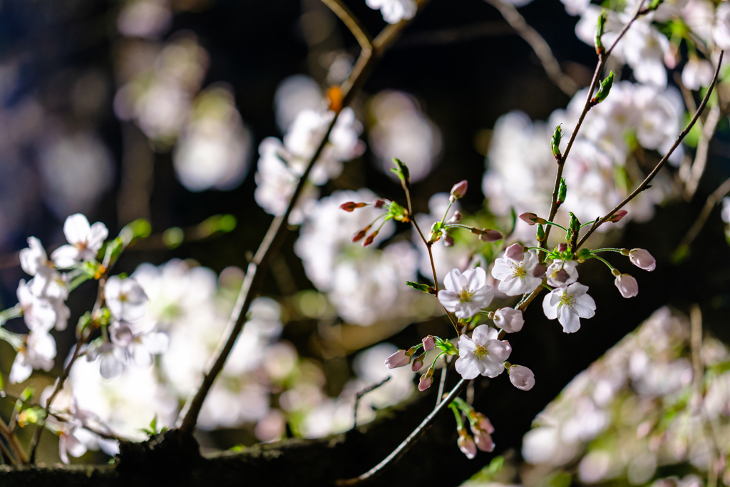 夜桜散歩〜4