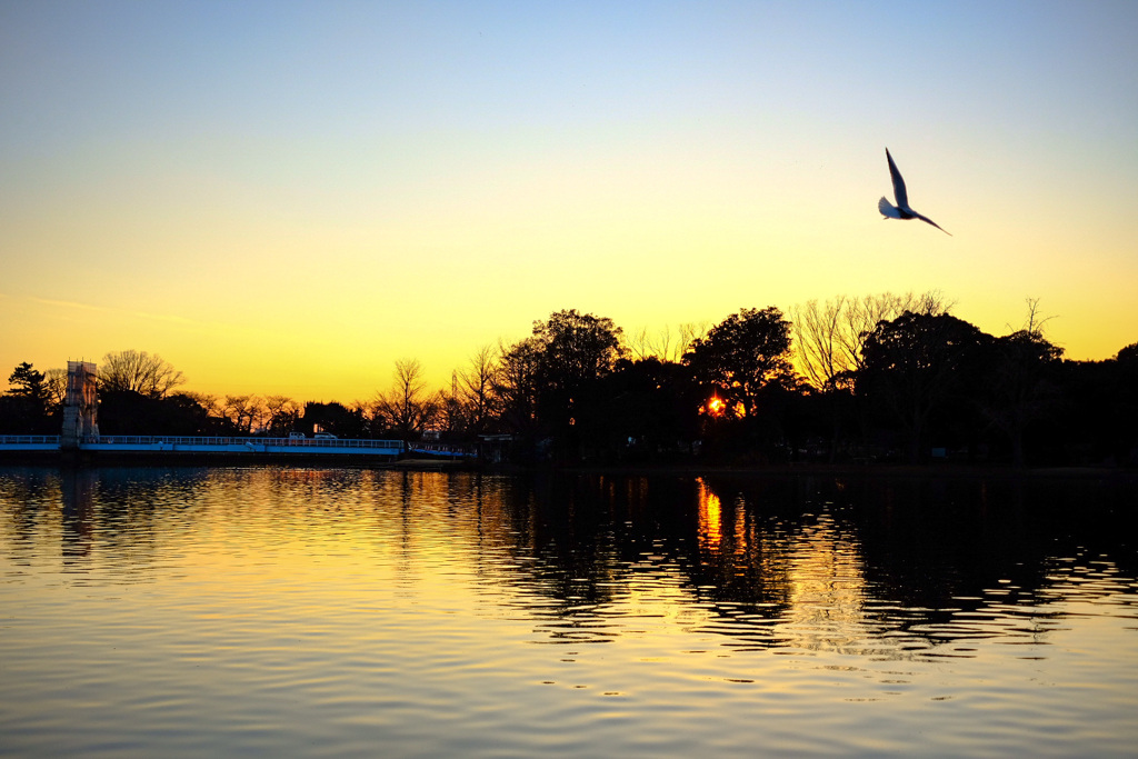 夕焼けと公園の風景7