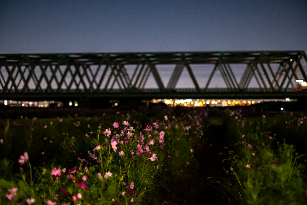 夜秋桜