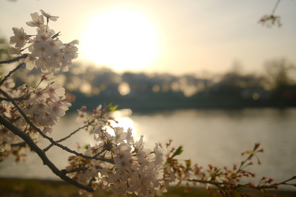 桜色の夕焼け