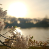 桜色の夕焼け