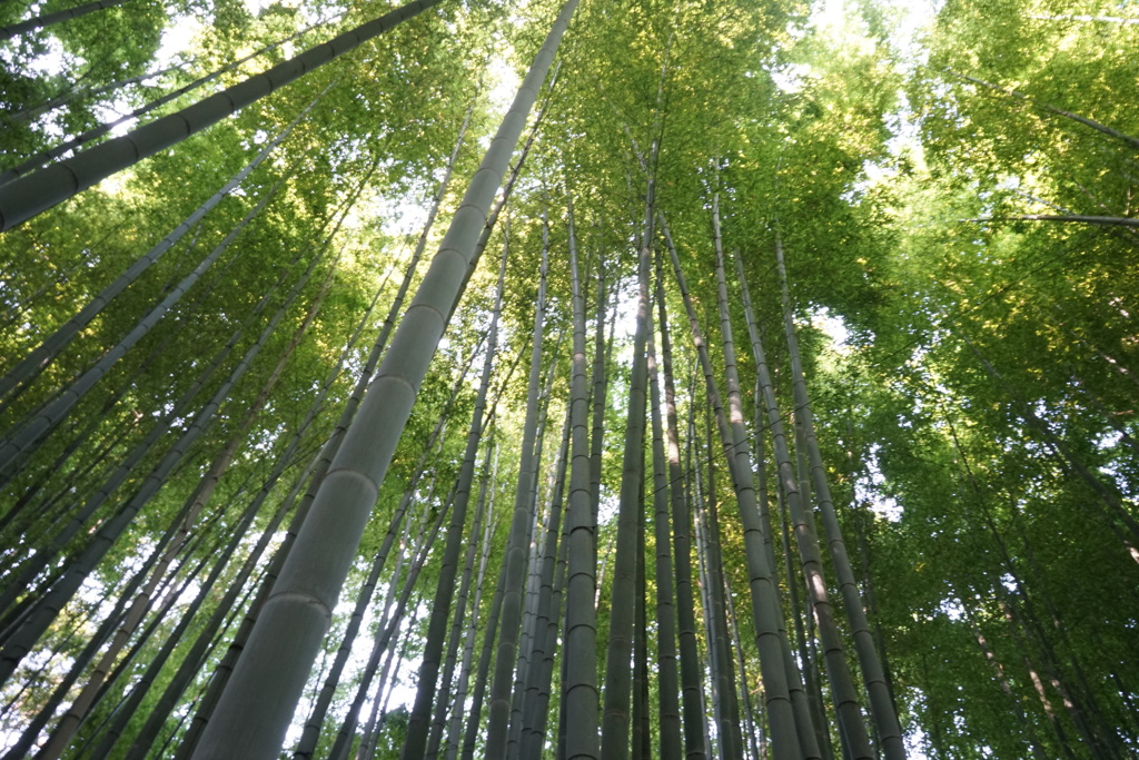 竹林にて