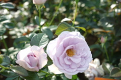 青バラ@植物園