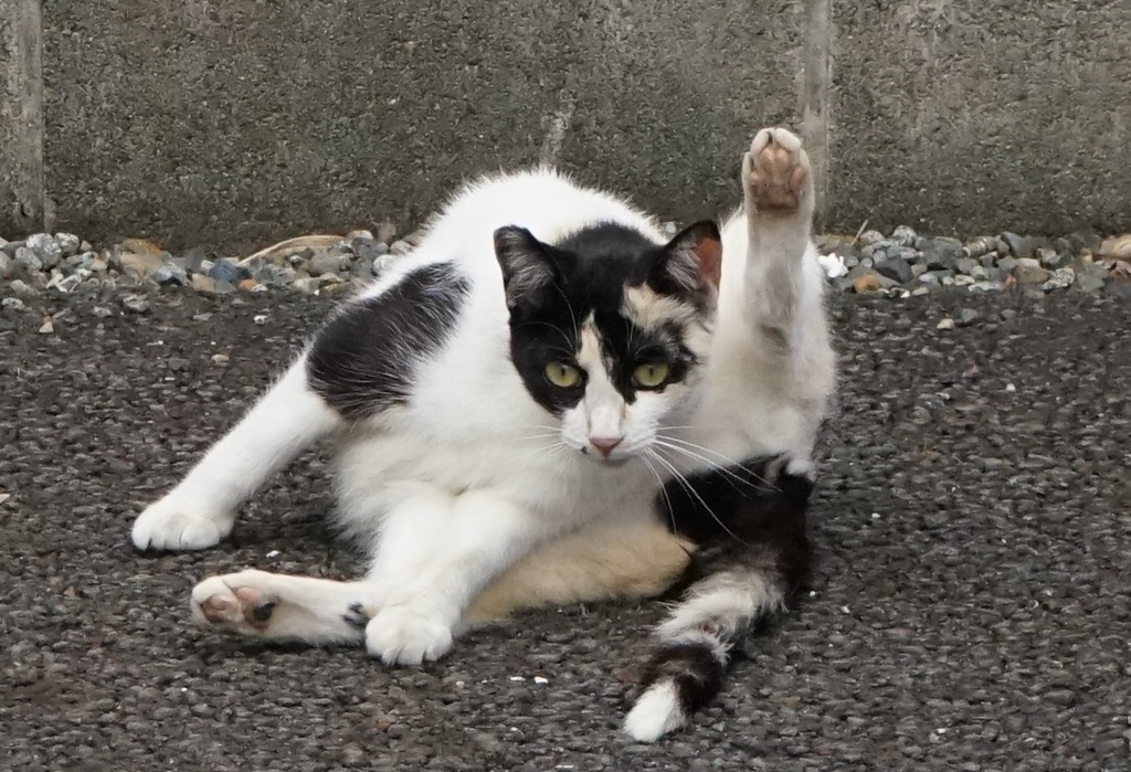 近所の野良猫