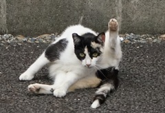 近所の野良猫