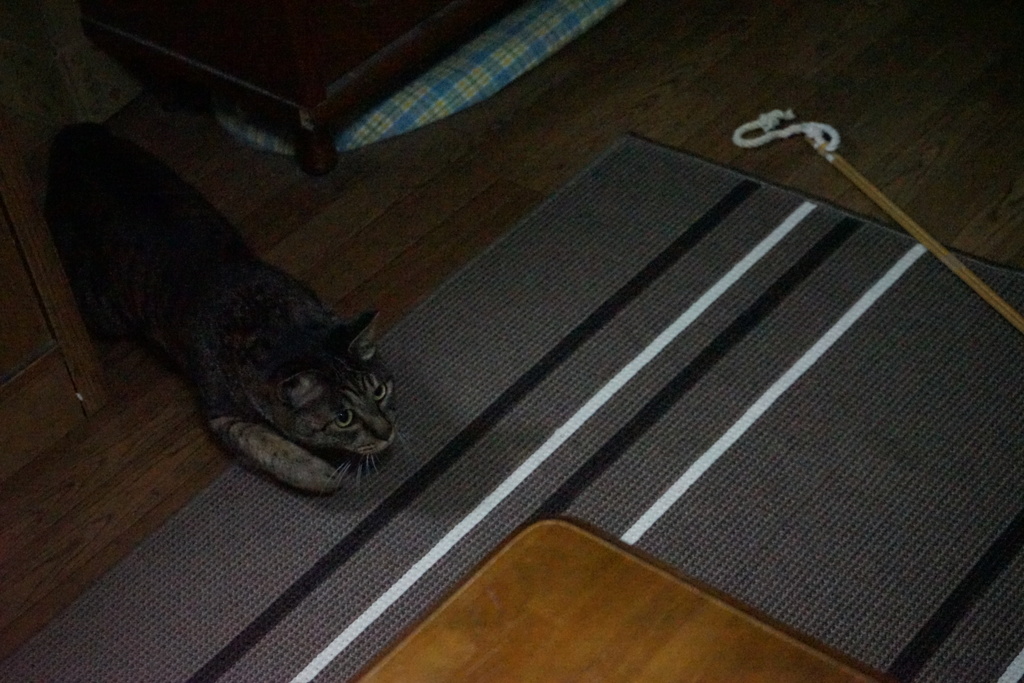 実家の猫