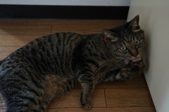 毛づくろい