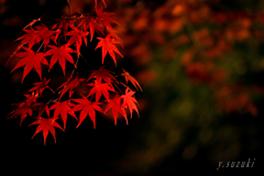 曽木公園 紅葉