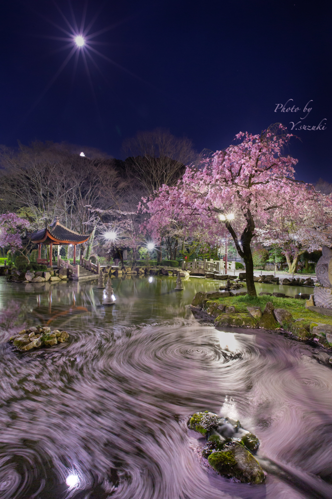 日中友好庭園　夜桜