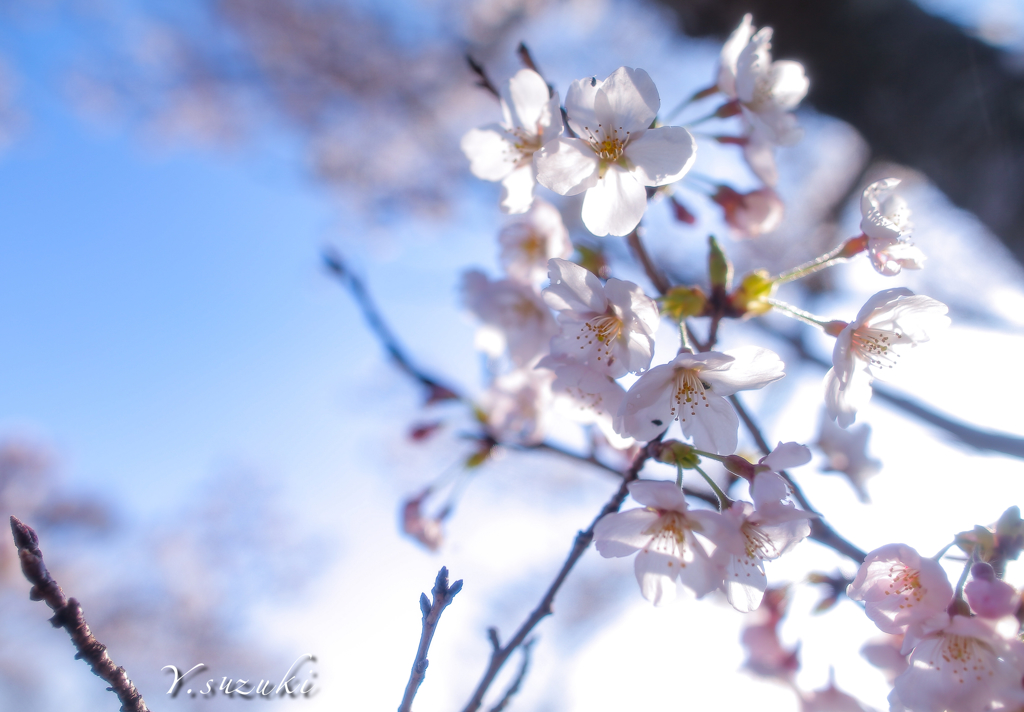 桜