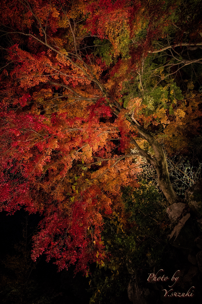 紅葉 曽木公園