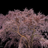 水戸野 しだれ桜