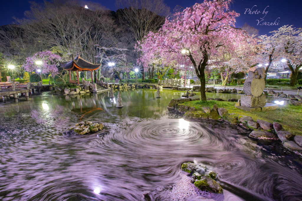 日中友好庭園　夜桜