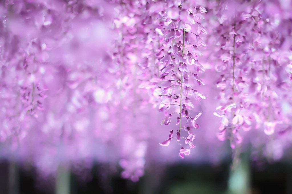 曼陀羅寺 藤