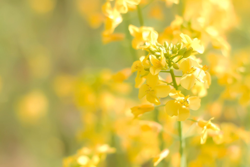 菜の花