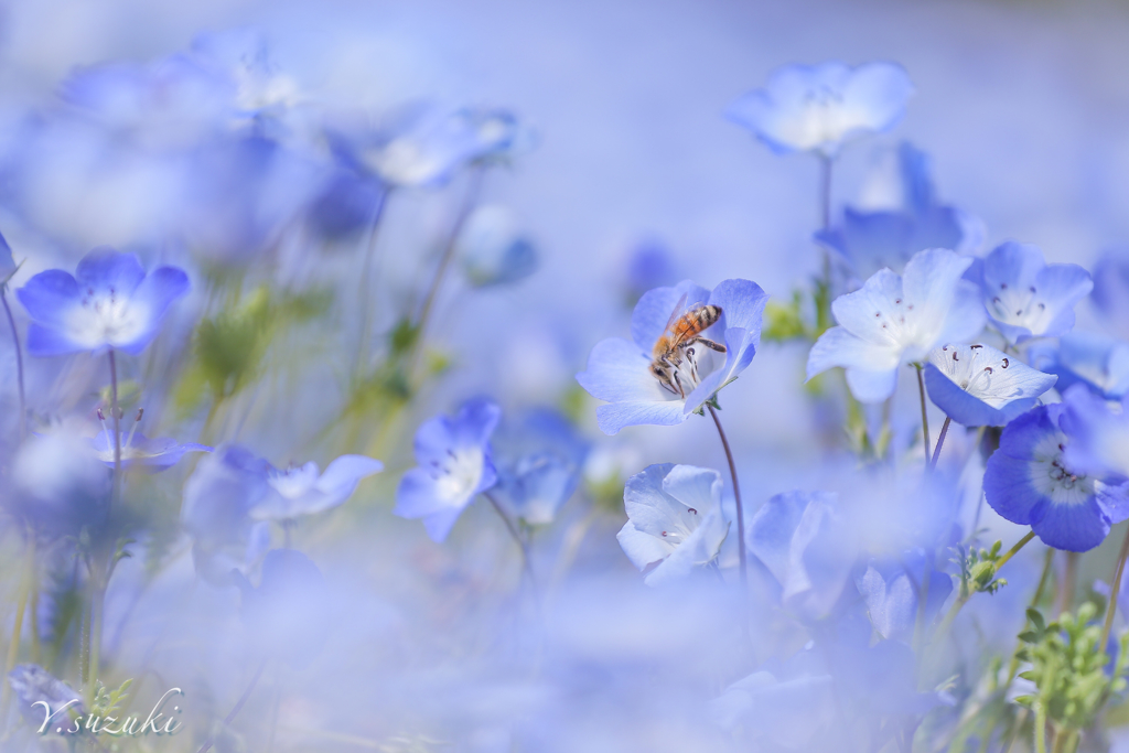 花フェスタ ネモフィラ