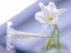 百合