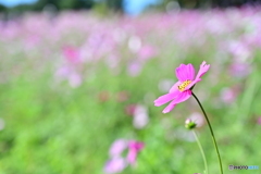 秋桜