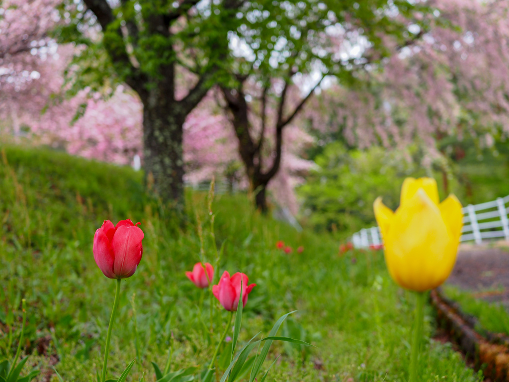 桜とチューリップ③