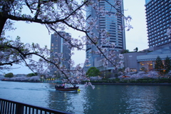 毛馬桜ノ宮公園④