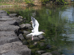 洞爺湖のカモメ？