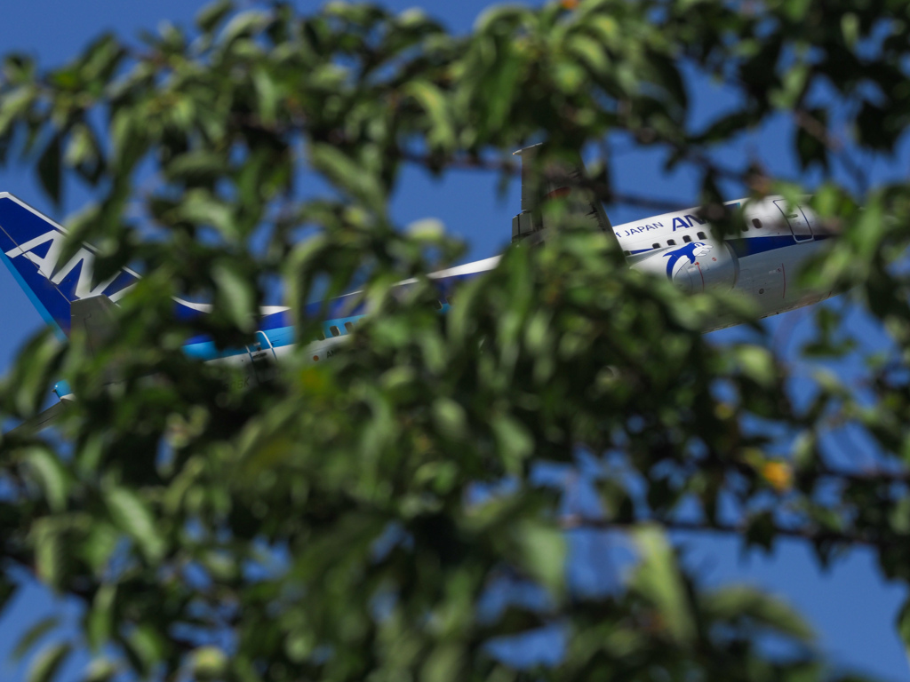 木の隙間からドルフィン号