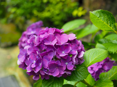 鞍馬寺の紫陽花