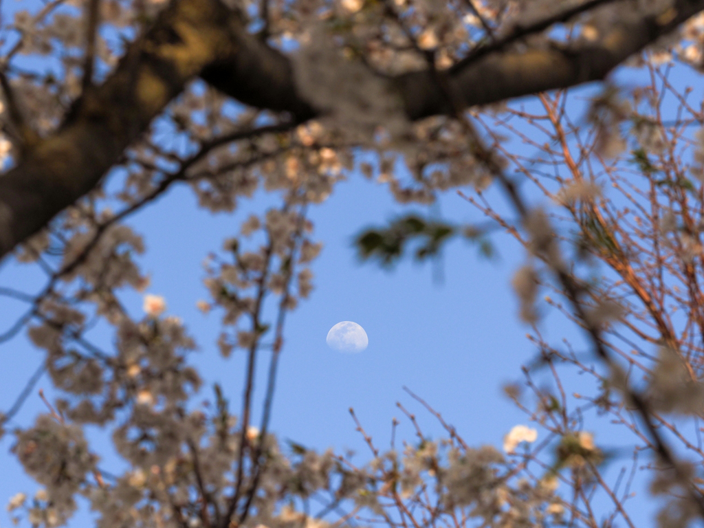 さくらの山公園にて③