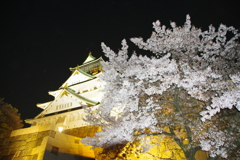 大阪城公園②桜