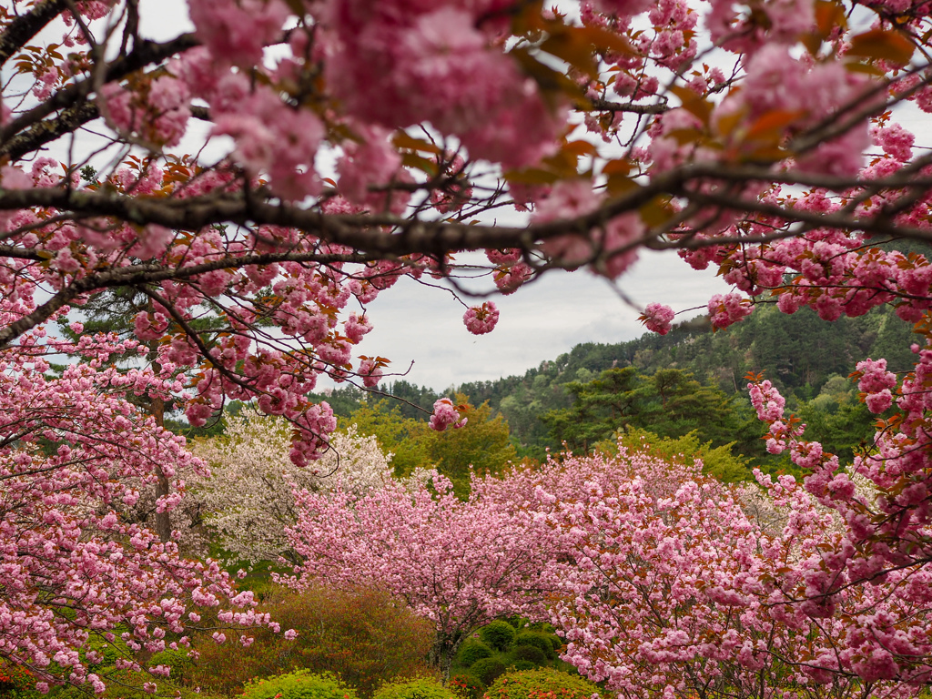 GWの桜