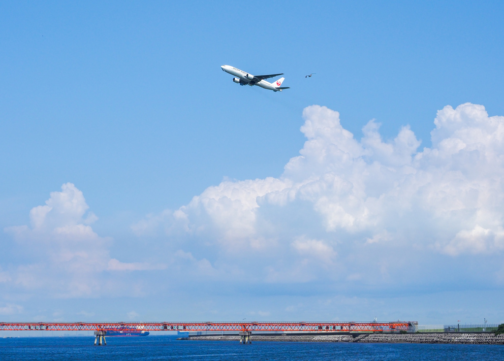 カモメが飛行機に挑戦！！