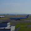 たくさんいる関西空港①