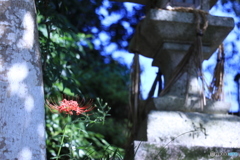近所の神社