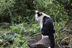 伊勢のネコ