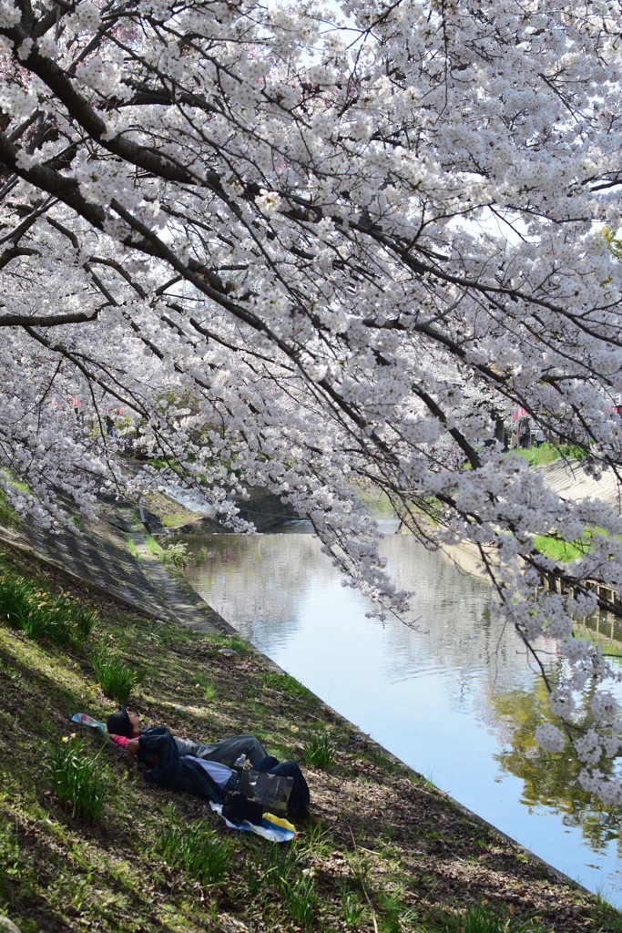 桜の下でのうたた寝