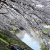 桜の下でのうたた寝