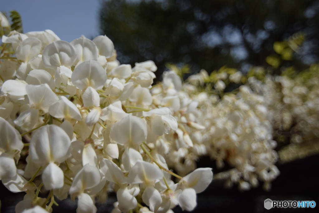 もう満開の白い藤の花