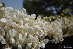 もう満開の白い藤の花
