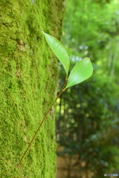 新しい芽吹き