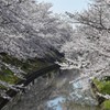 奈良市の佐保川の桜