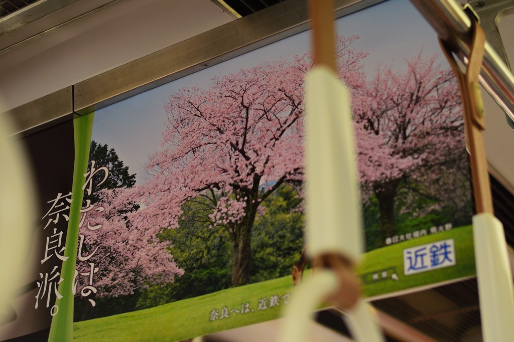 電車の中も桜が満開
