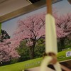 電車の中も桜が満開