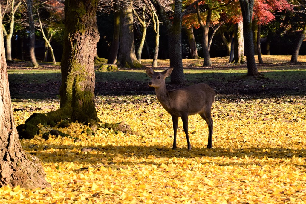 奈良公園の鹿