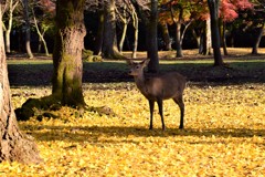 奈良公園の鹿