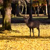 奈良公園の鹿