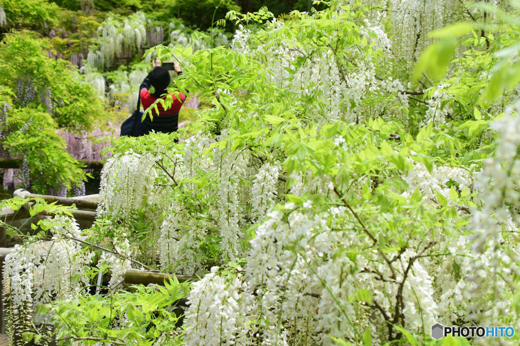 藤の花_撮ったり、撮られたり