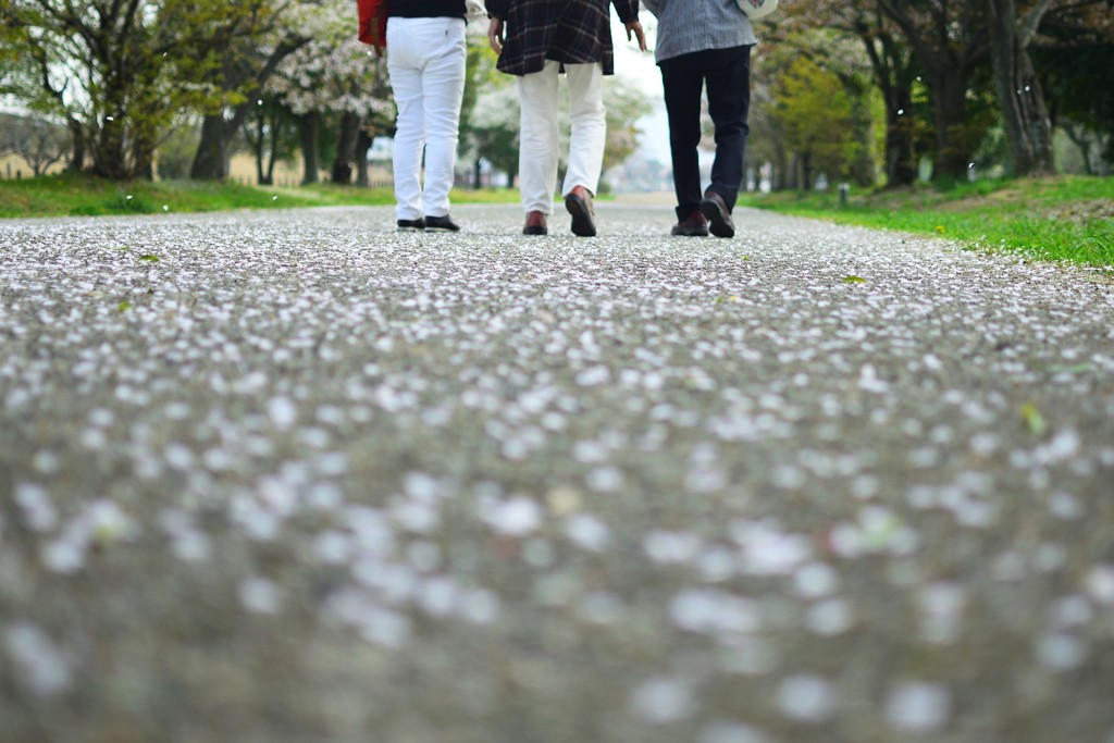 落ちた花びらを踏みしめて。
