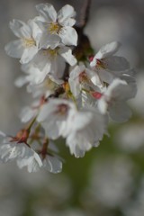咲き始めの桜
