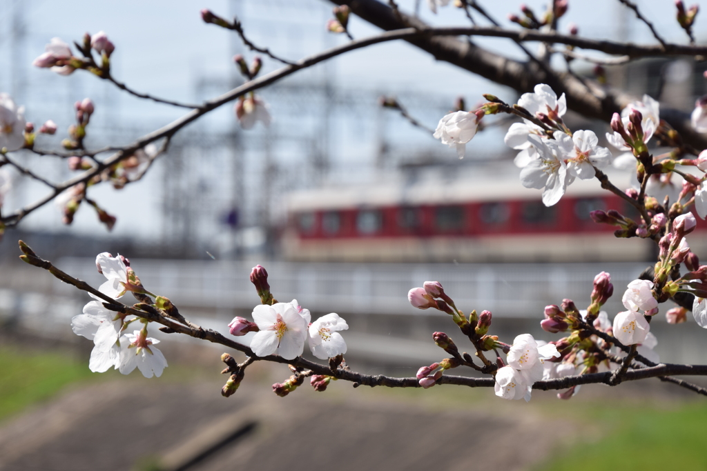 桜と近鉄電車