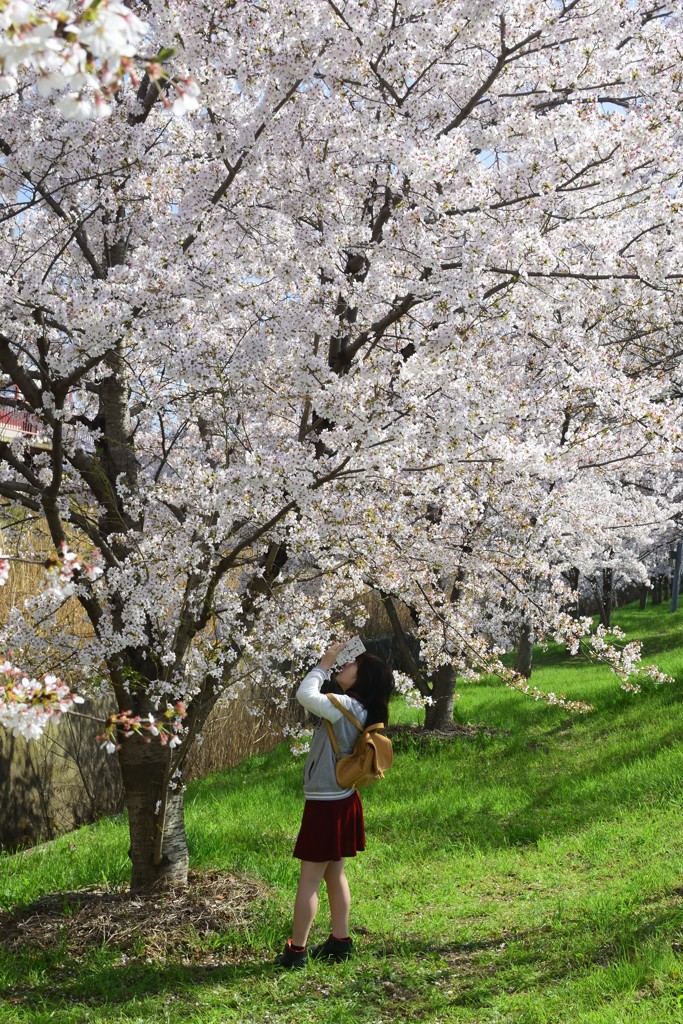 桜を撮る